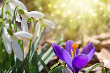 Snowdrops on bokeh background in sunny spring garden and purple crocus .