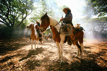 cowboy and horse  at first light,mountain, river and lifestyle with natural light background