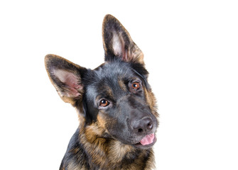 Cute German shepherd tilting its head as if begging for something (isolated on white)