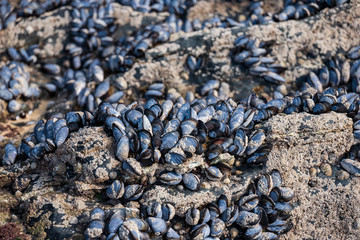 Mussels on rocks, Godrevy beach, Cornwall