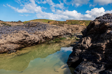 Fototapeta na wymiar Mussels on rocks, Godrevy beach, Cornwall