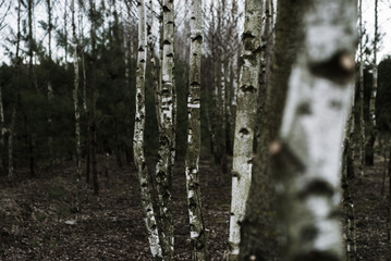 Obraz premium Young birch trees in the midle of the forest, between fields and meadows.