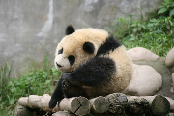 Giant panda