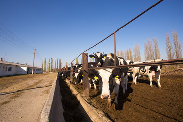 Young black and white cows on an open-air farm. Organic farming without the use of automation on...