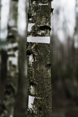 Fototapeta premium Young birch trees in the midle of the forest, between fields and meadows.