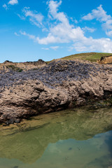 Mussels on rocks, Godrevy beach, Cornwall