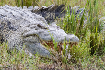Crocodile in Murchison Falls in Uganda
