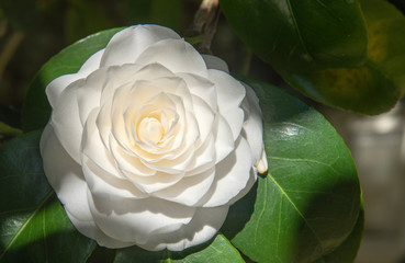close-up of a flower, white camellia - obrazy, fototapety, plakaty