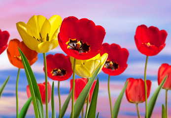 Obraz premium Red and yellow tulips in the garden