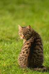 primo piano di gatto domestico su prato verde