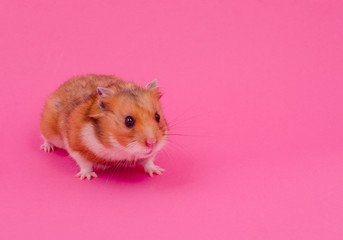 Cute funny Syrian hamster on a pastel pink background (copy space on the right)