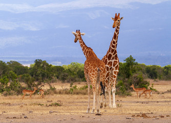 Two reticulated giraffe (Giraffa camelopardalis reticulata) pass each other on African savannah. Wildlife on safari at Ol Pejeta Conservancy, Kenya, Africa. 