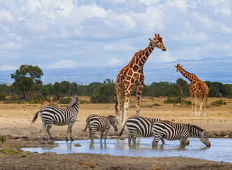 Reticulated giraffe (Giraffa camelopardalis reticulata) and zebra (equus quagga) queue to drink water at waterhole in Ol Pejeta Conservancy, Kenya, Africa © Nicola.K.photos