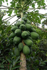 Nature fresh green papaya on tree with fruits