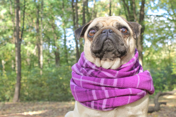 pug in spring park