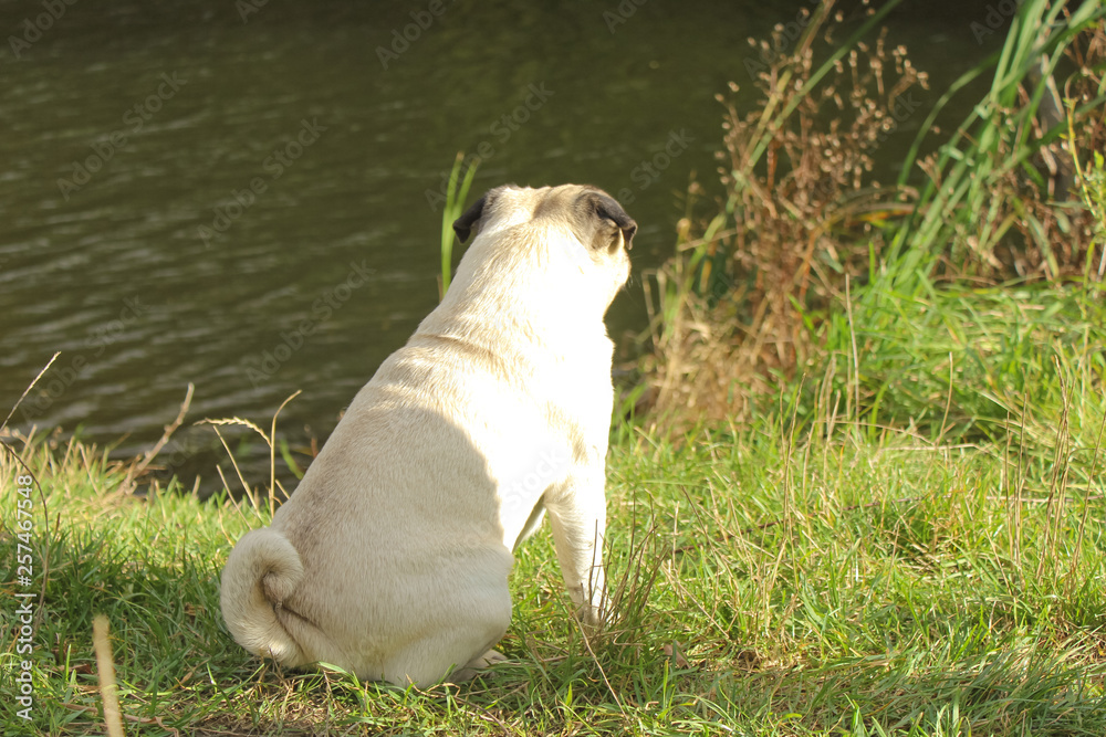 Poster pug in spring park