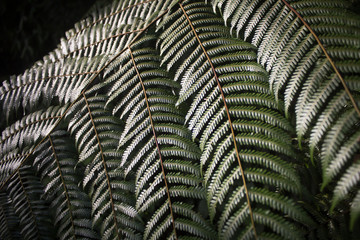 The texture of wild fern leaves