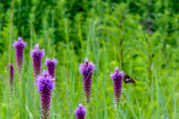 Purple Wildflowers with Butterfly