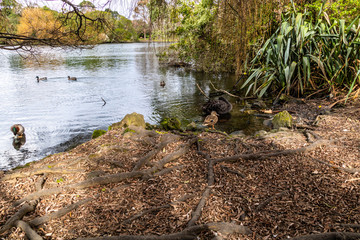 Western Springs Pond is home to many species of ducks and waterfowl, , Auckland, New Zealand