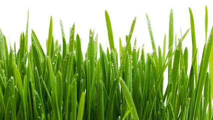 Fototapeta na wymiar Closeup green grass. Abstract nature background.
