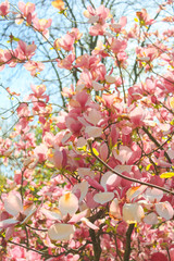 delicate pink blooming magnolias