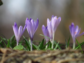 Beautiful crocus in the forest