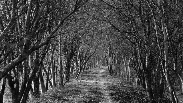 Camino en las Marismas de Alday, Cantabria, Espa&ntilde;a