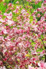 delicate pink blooming magnolias