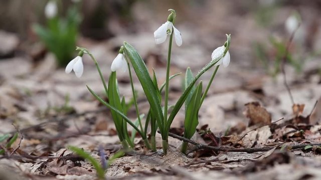 White blooming snowdrop folded or Galanthus plicatus with water drops in the forest background. Wind, light breeze, sunny spring day, dolly shot, close up, shallow depts of the field, 59,94 fps
