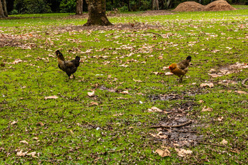 Ducks, birds and rooster call the springs home, Western Springs Pond, Auckland, New Zealand