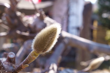Kobushi magnolia Bud