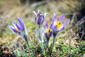 Greater Pasque Flower - Pulsatilla grandis, Nitra, Slovakia