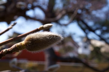 Kobushi magnolia Bud