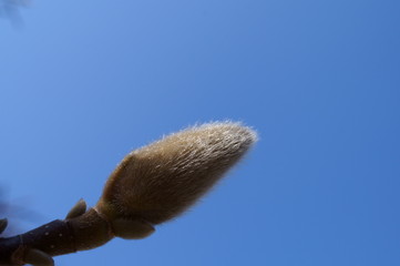 Kobushi magnolia Bud