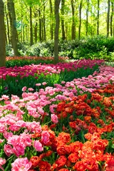 Deurstickers Rows of tulip flowers © neirfy