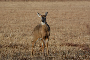 Deer in Hay Field