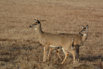 Naklejka na ściany i meble Deer in Hay Field