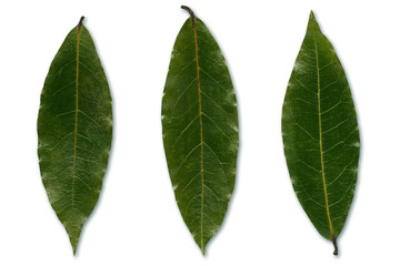 laurel bay leafs  on white background