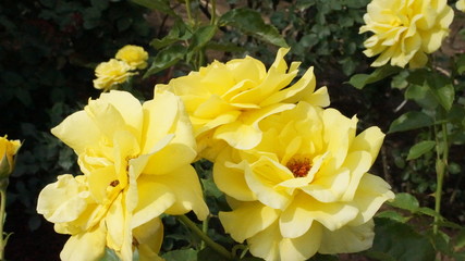 Colorful roses gardening