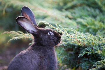 Black Easter rabbit in the garden