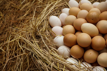 Stack of fresh egg on straw with copyspace background.