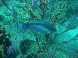SCUBA Diving near Cuba