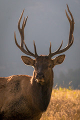 ELK in the forest
