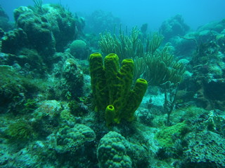 Naklejka na ściany i meble SCUBA Diving near Cuba