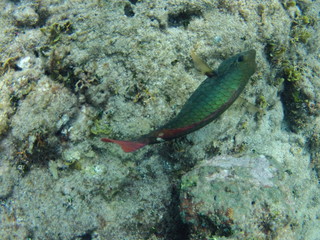 SCUBA Diving near Cuba