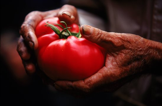 A man holds a fresh tomato from his garden.