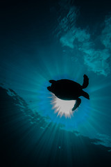 Hawksbill sea turtle in the Red Sea, dahab, blue lagoon sinai