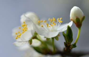 Kirschblüte 1