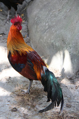 Rooster