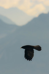 gracchio alpino (Pyrrhocorax graculus) in volo con sfondo montagne